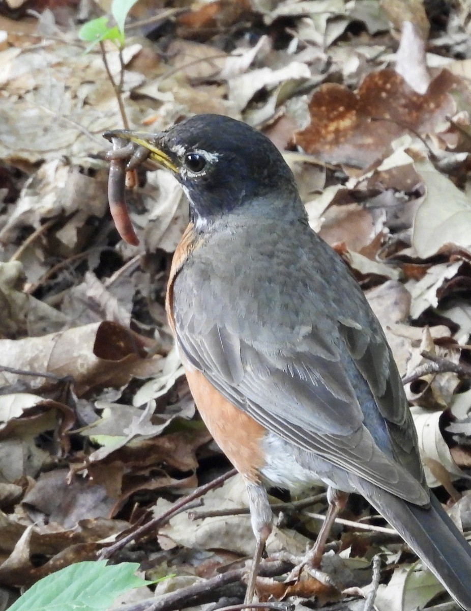 American Robin - ML620874731