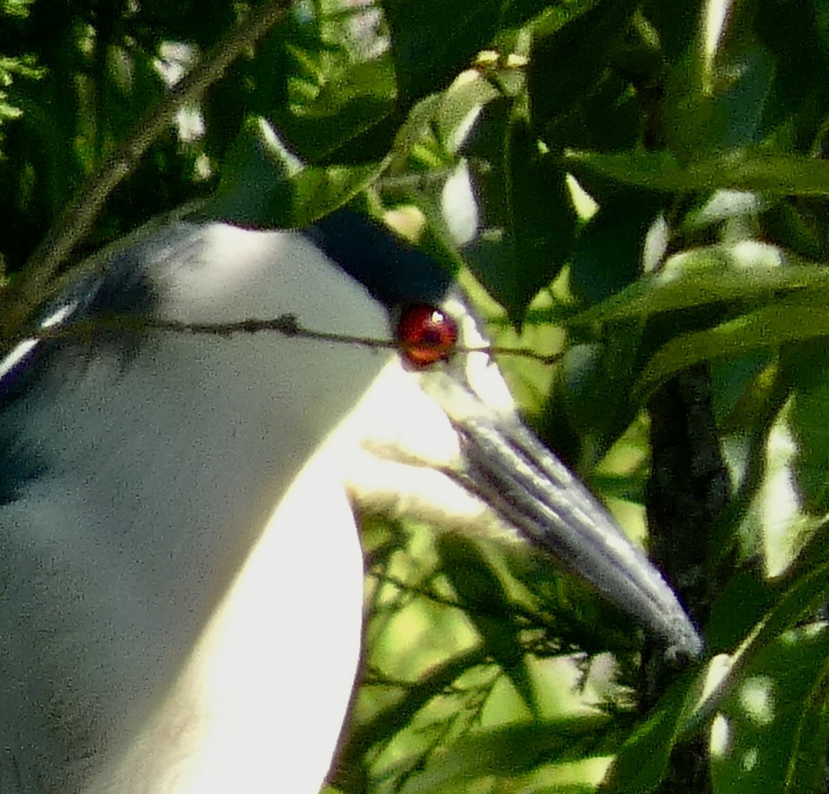 Black-crowned Night Heron - ML620874735