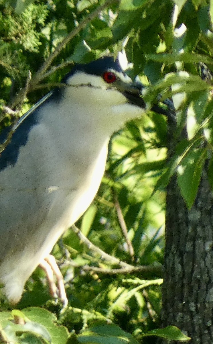 Black-crowned Night Heron - ML620874736