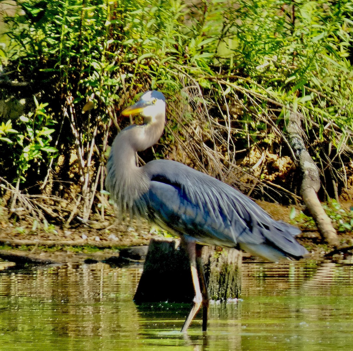 Garza Azulada - ML620874737