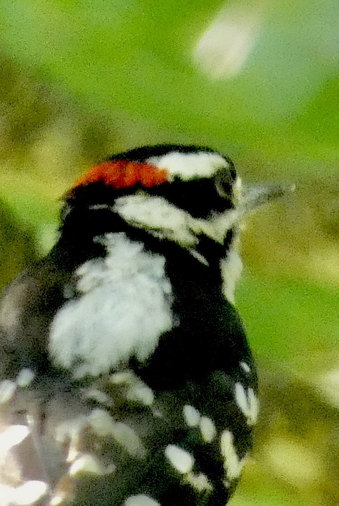 Downy Woodpecker - ML620874740