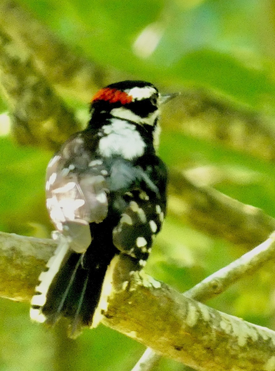 Downy Woodpecker - ML620874741