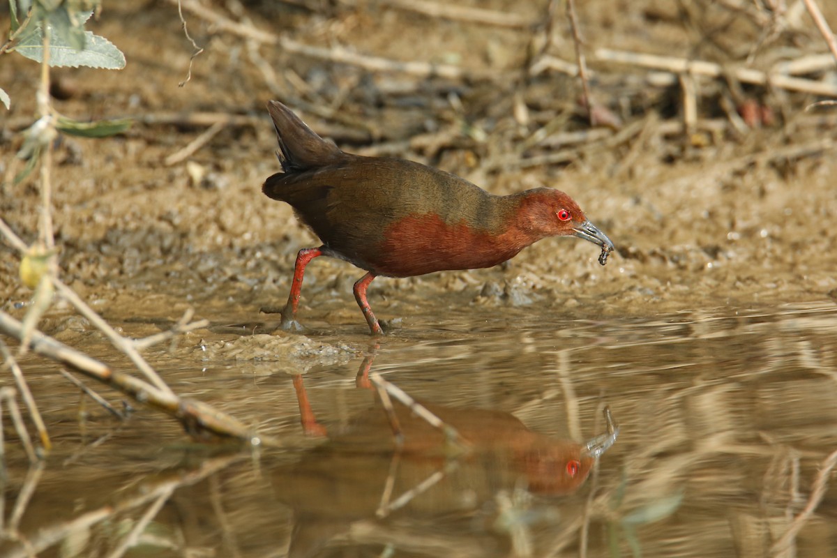 Ruddy-breasted Crake - ML620874747