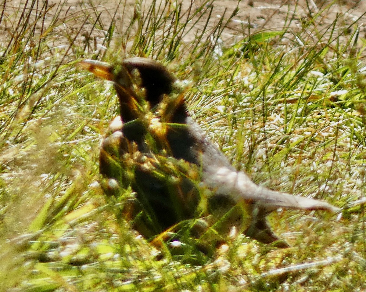 American Robin - Connee Chandler