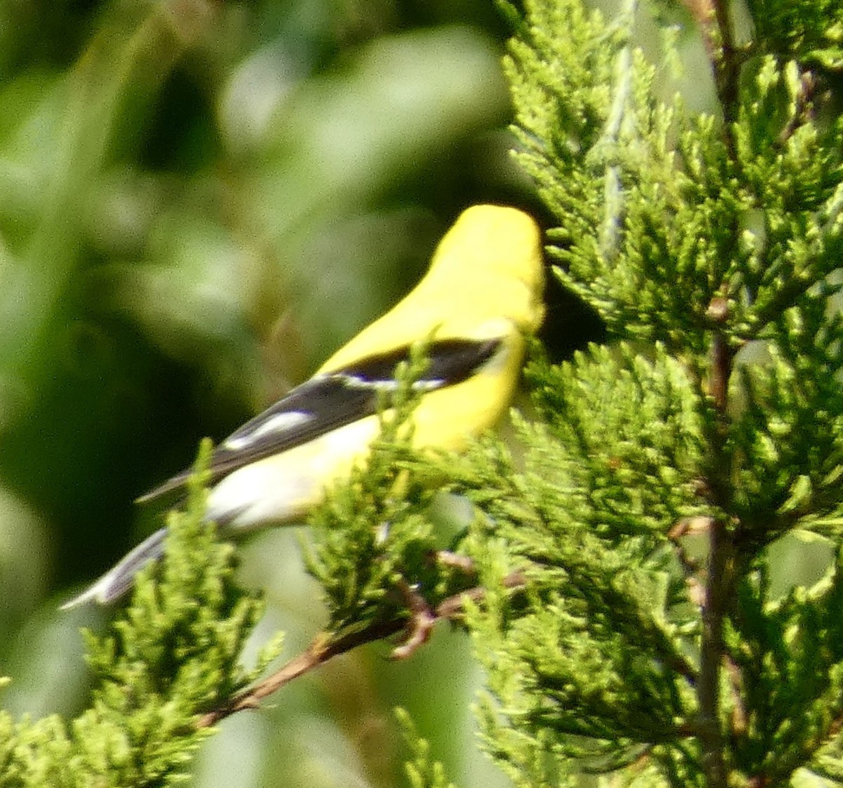 American Goldfinch - ML620874770