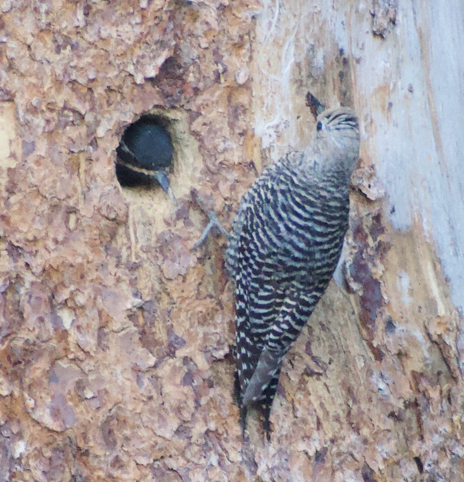 Williamson's Sapsucker - ML620874777