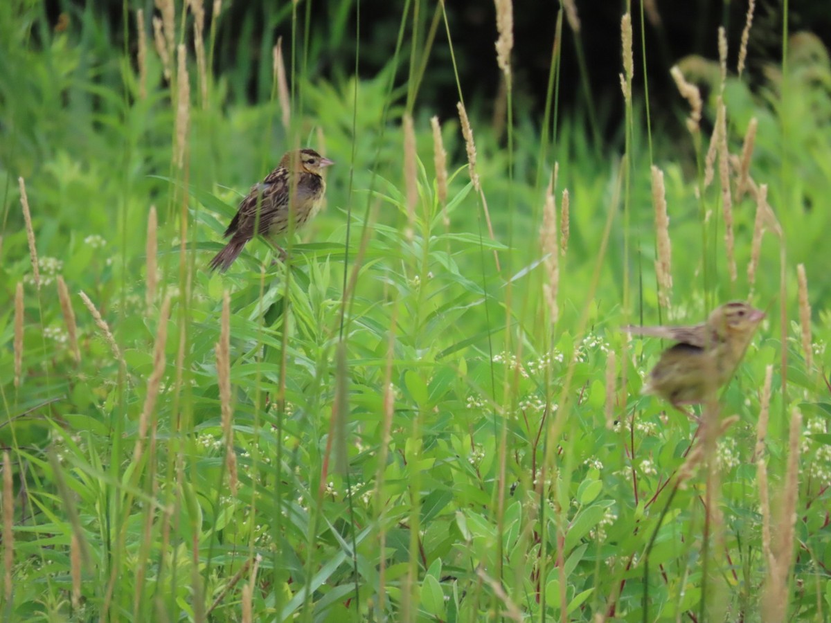 Bobolink - ML620874781