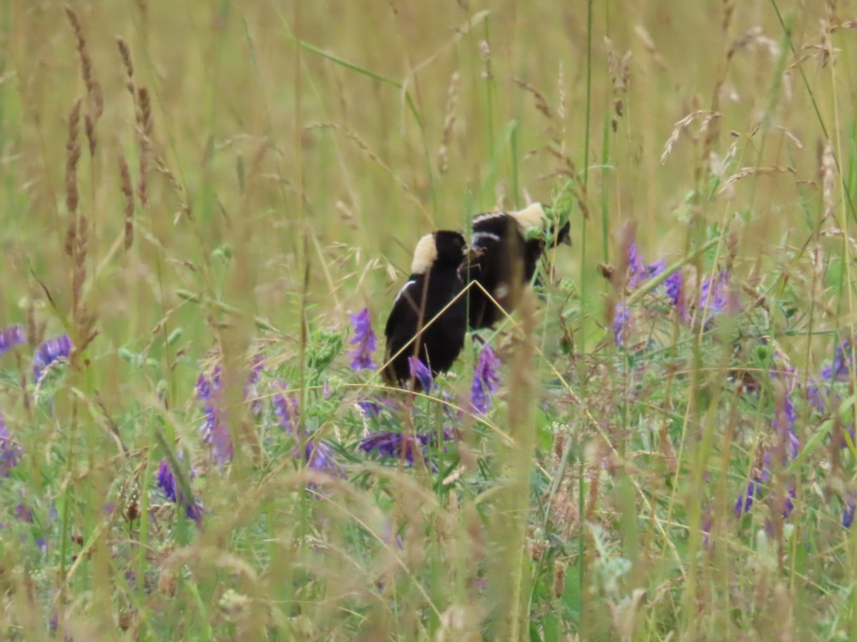 Bobolink - ML620874783