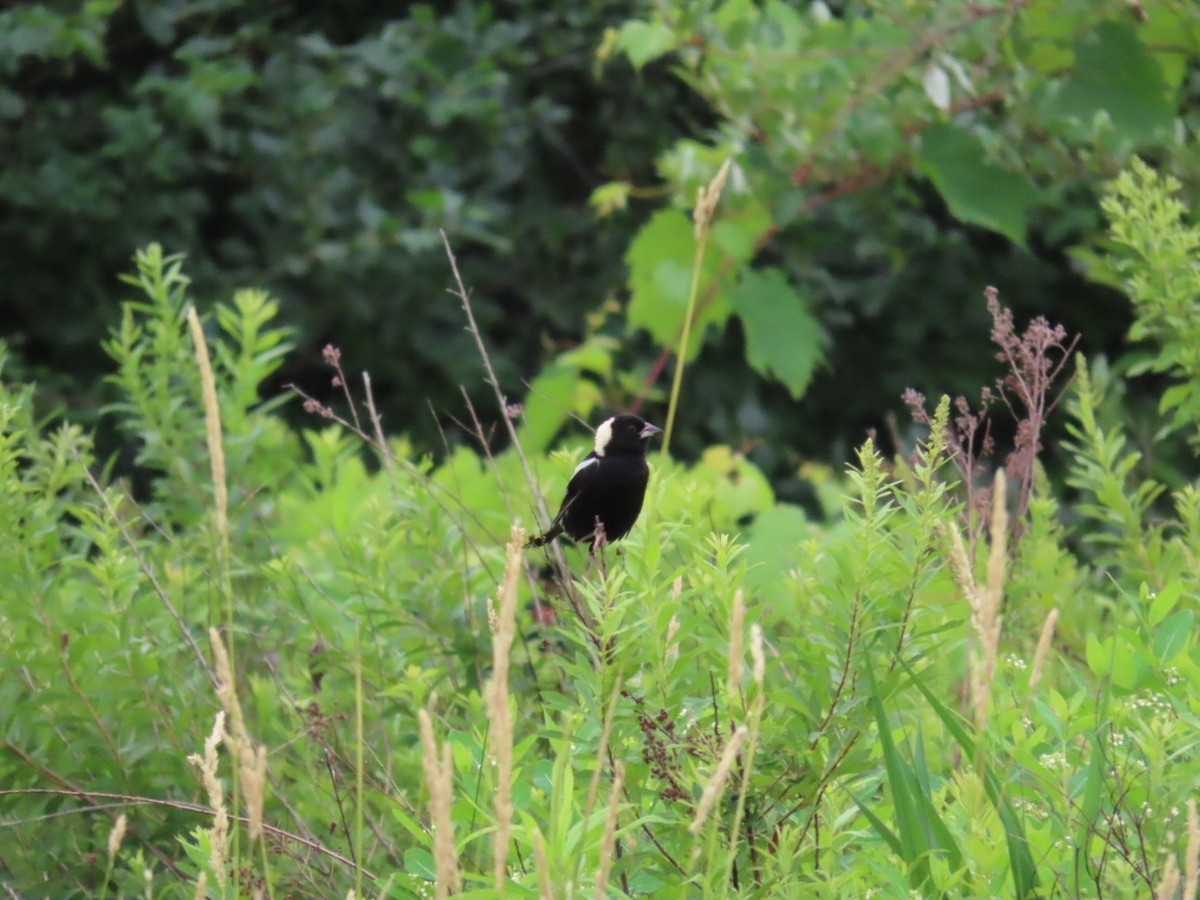 Bobolink - ML620874784