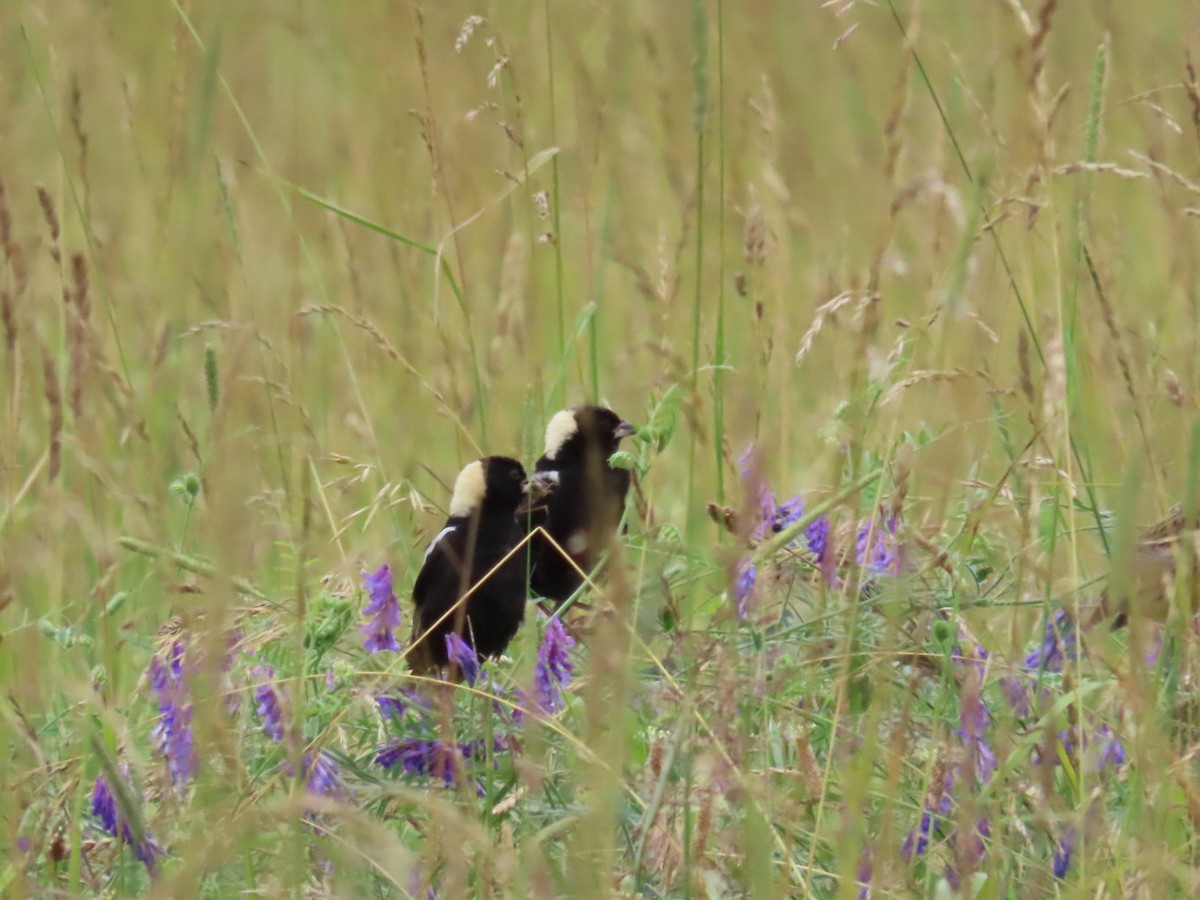 Bobolink - ML620874785