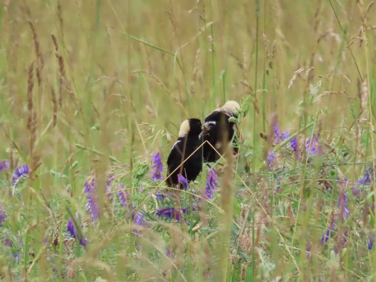 Bobolink - ML620874786