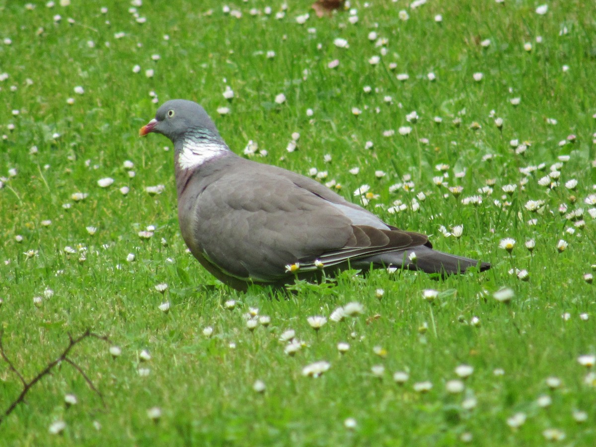 Common Wood-Pigeon - ML620874793