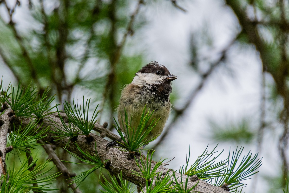 Coal Tit - ML620874805