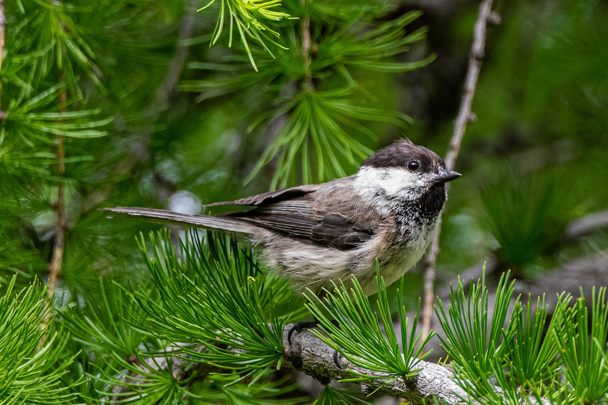 Coal Tit - ML620874809