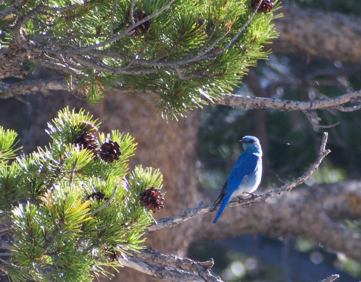 Mountain Bluebird - ML620874814