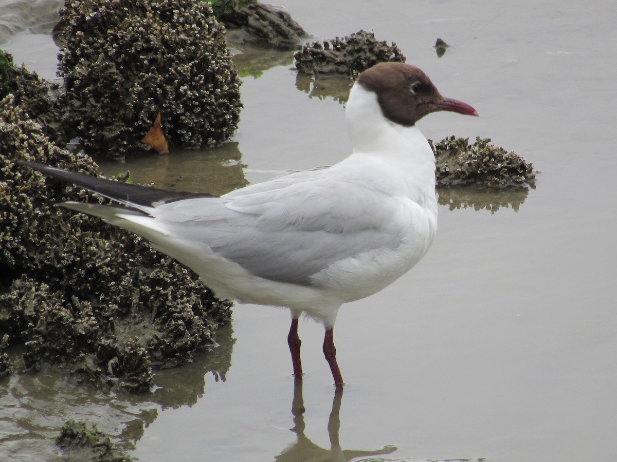 Black-headed Gull - ML620874817