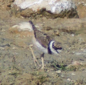 Killdeer - ML620874818