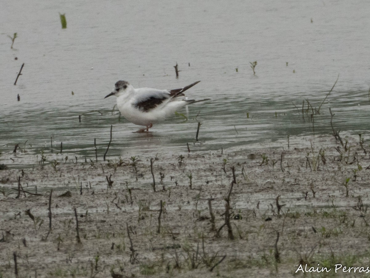 Gaviota Enana - ML620874823