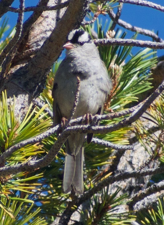 White-crowned Sparrow (oriantha) - ML620874826