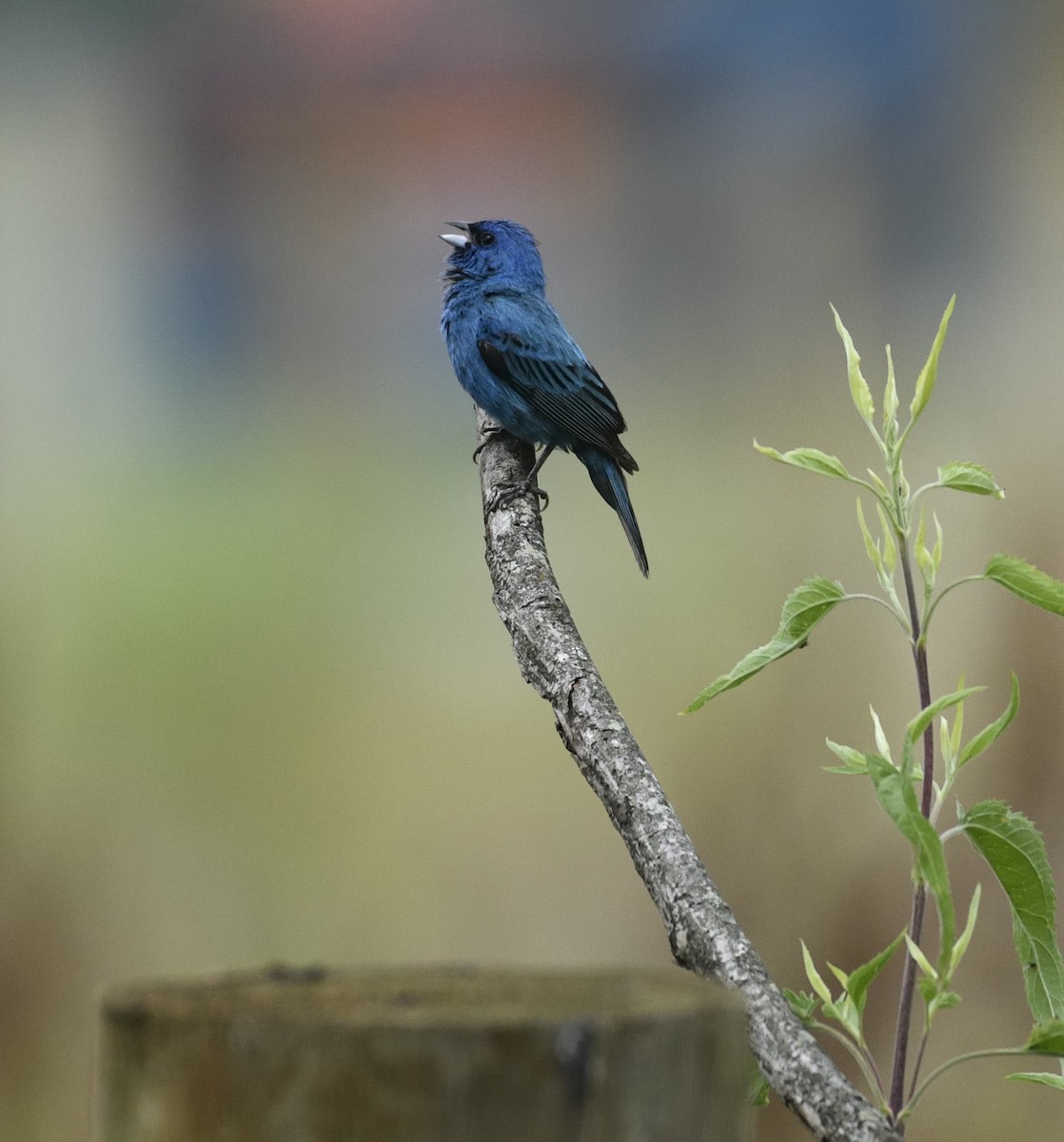 Indigo Bunting - ML620874830