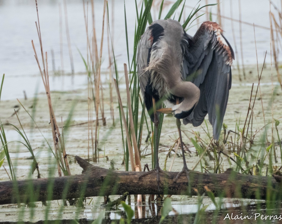 Great Blue Heron - ML620874831