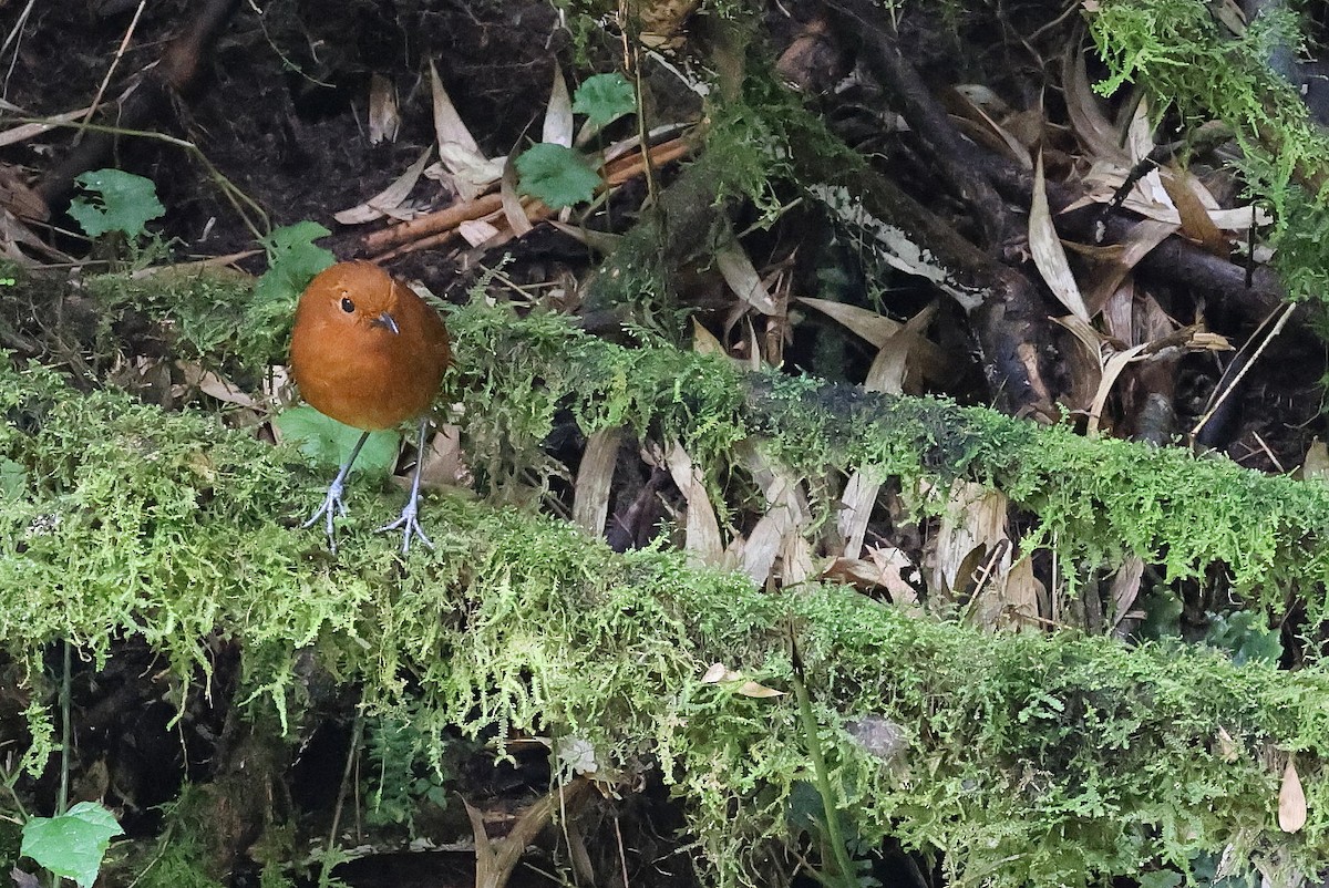 Chami Antpitta - ML620874832