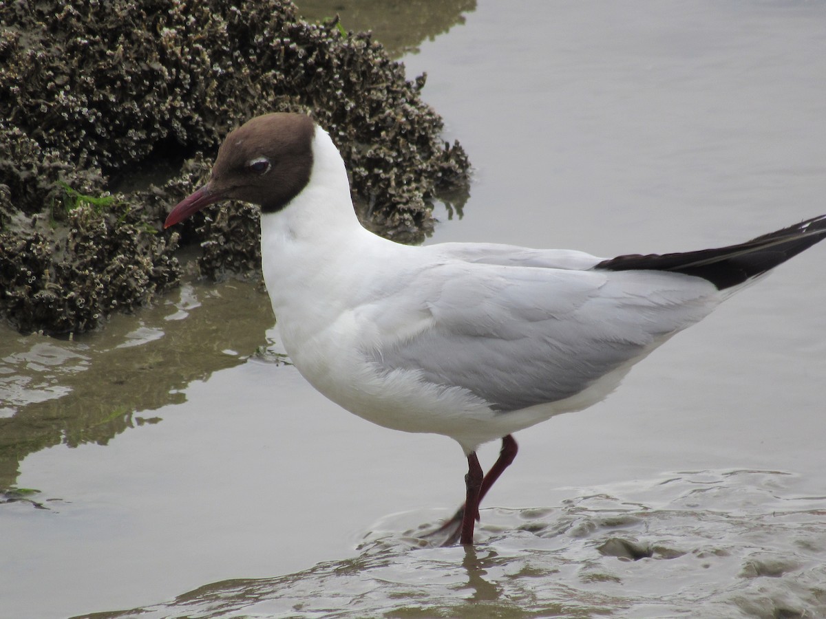 Mouette rieuse - ML620874838