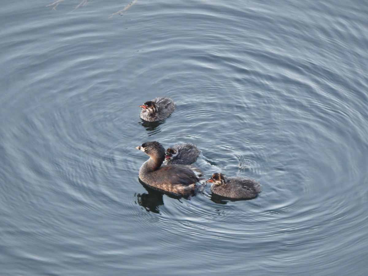 Pied-billed Grebe - ML620874839