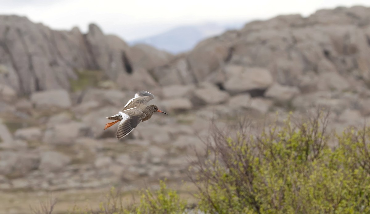 Common Redshank - ML620874845