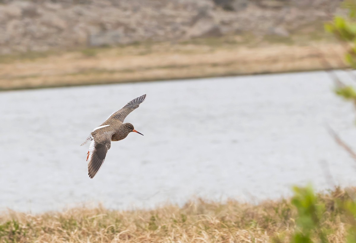 Common Redshank - ML620874847