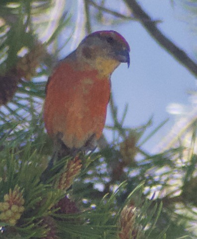 Red Crossbill - ML620874851