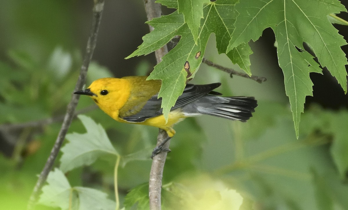 Prothonotary Warbler - ML620874853