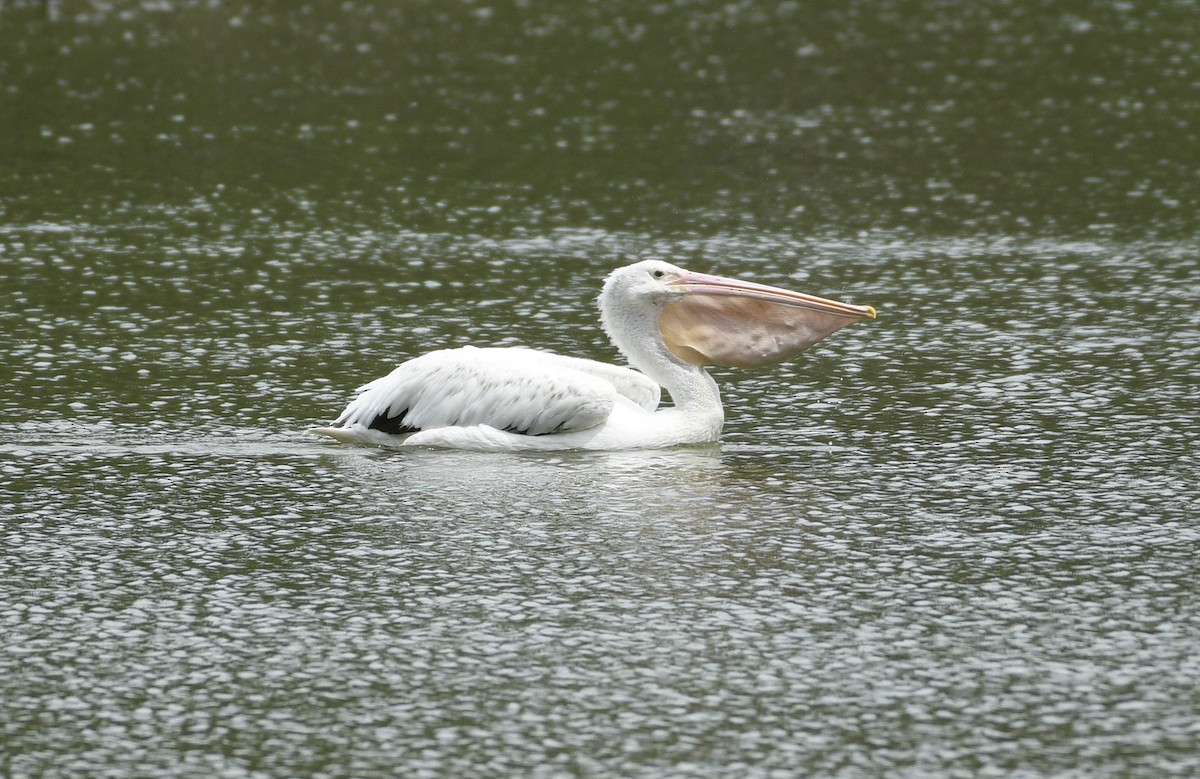 American White Pelican - ML620874886