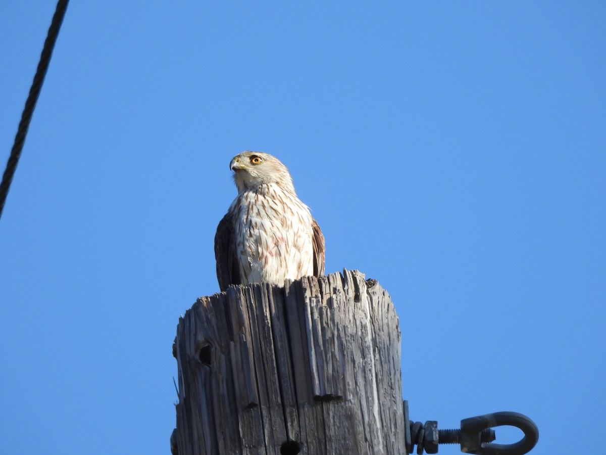 Cooper's Hawk - ML620874896