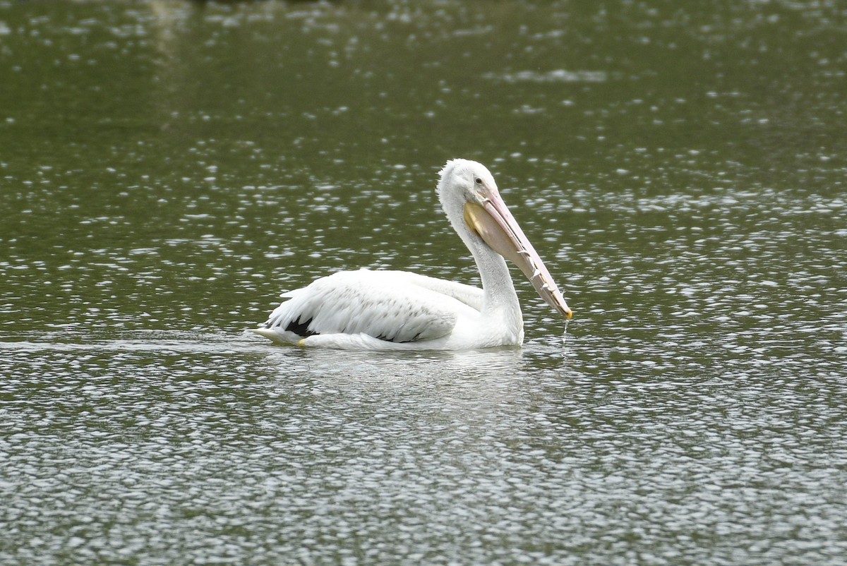 American White Pelican - ML620874897