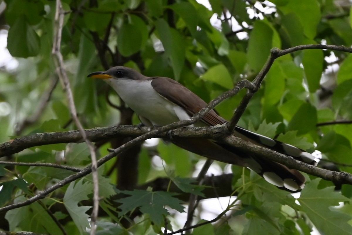 Yellow-billed Cuckoo - ML620874906