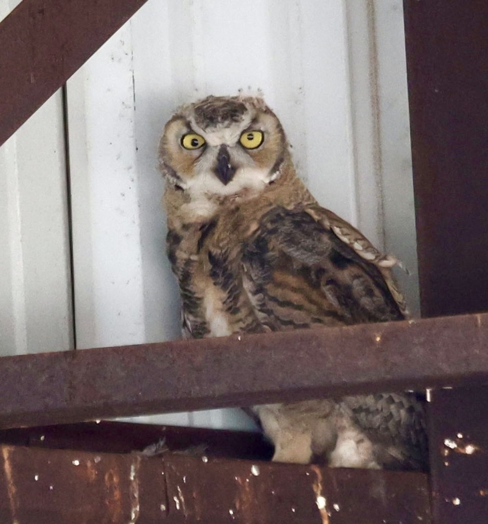 Great Horned Owl - ML620874907