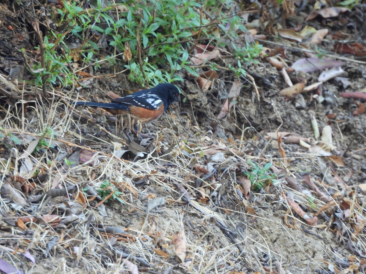 Spotted Towhee - ML620874908