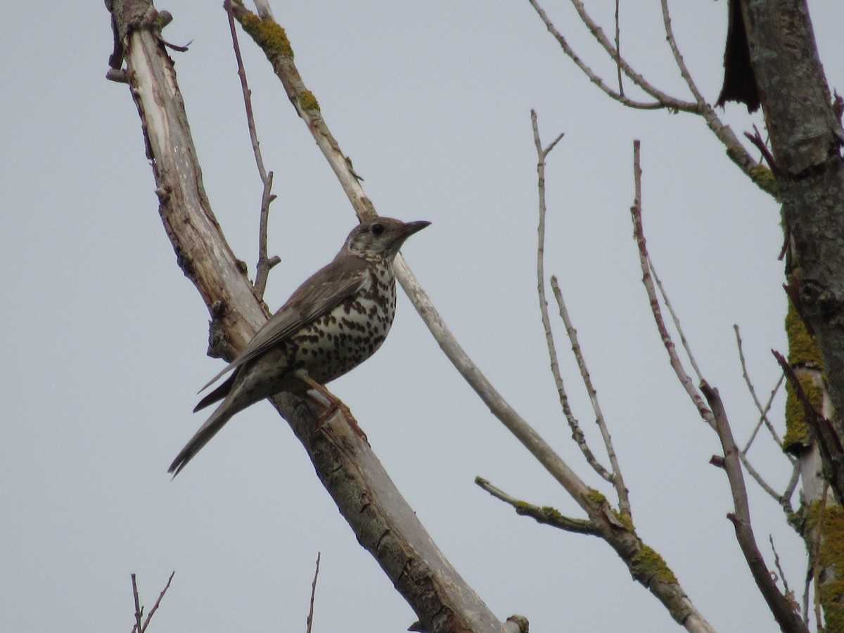 Mistle Thrush - ML620874919