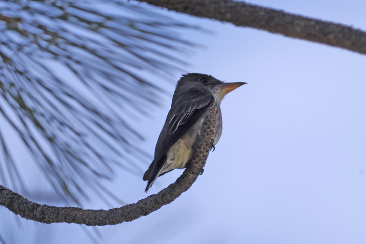 Olive-sided Flycatcher - ML620874920