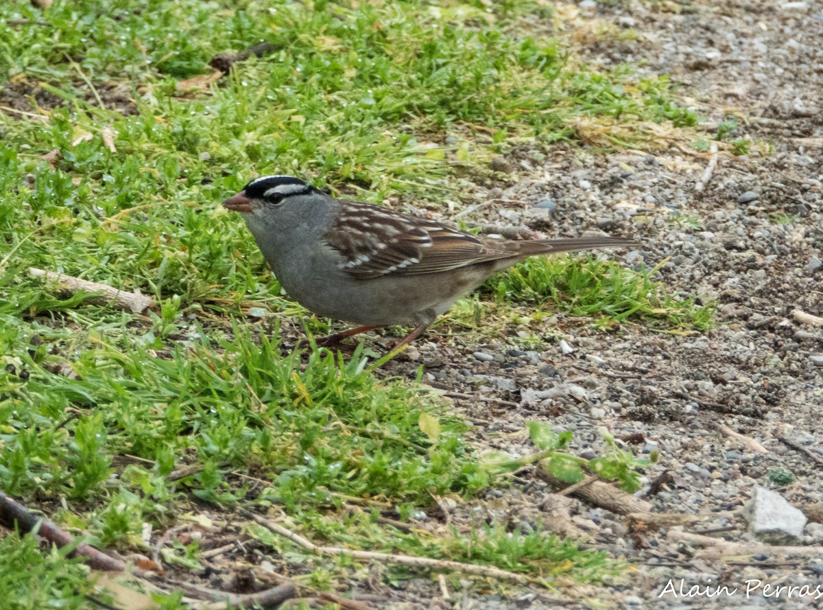 White-crowned Sparrow - Alain Perras