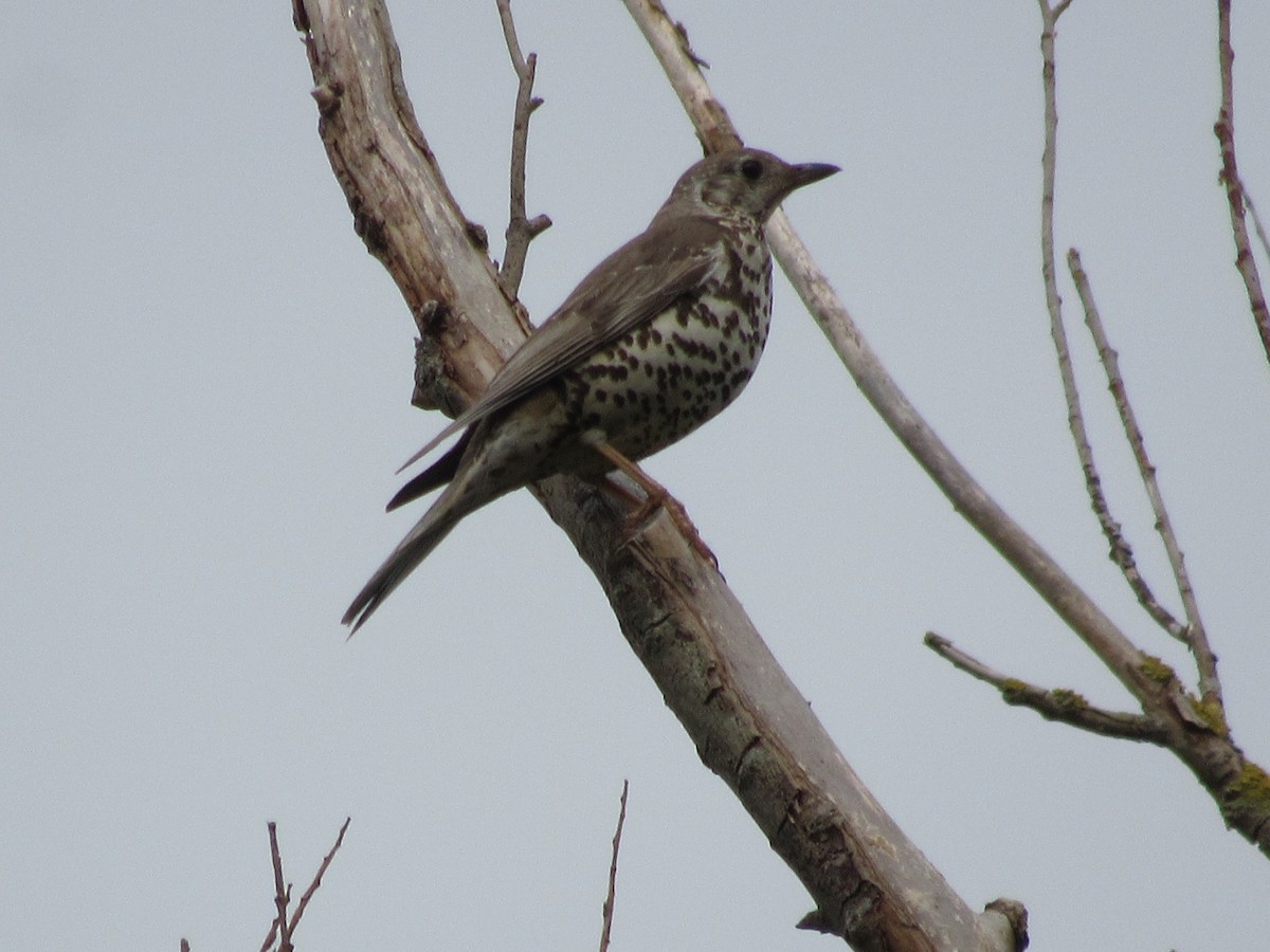 Mistle Thrush - ML620874926