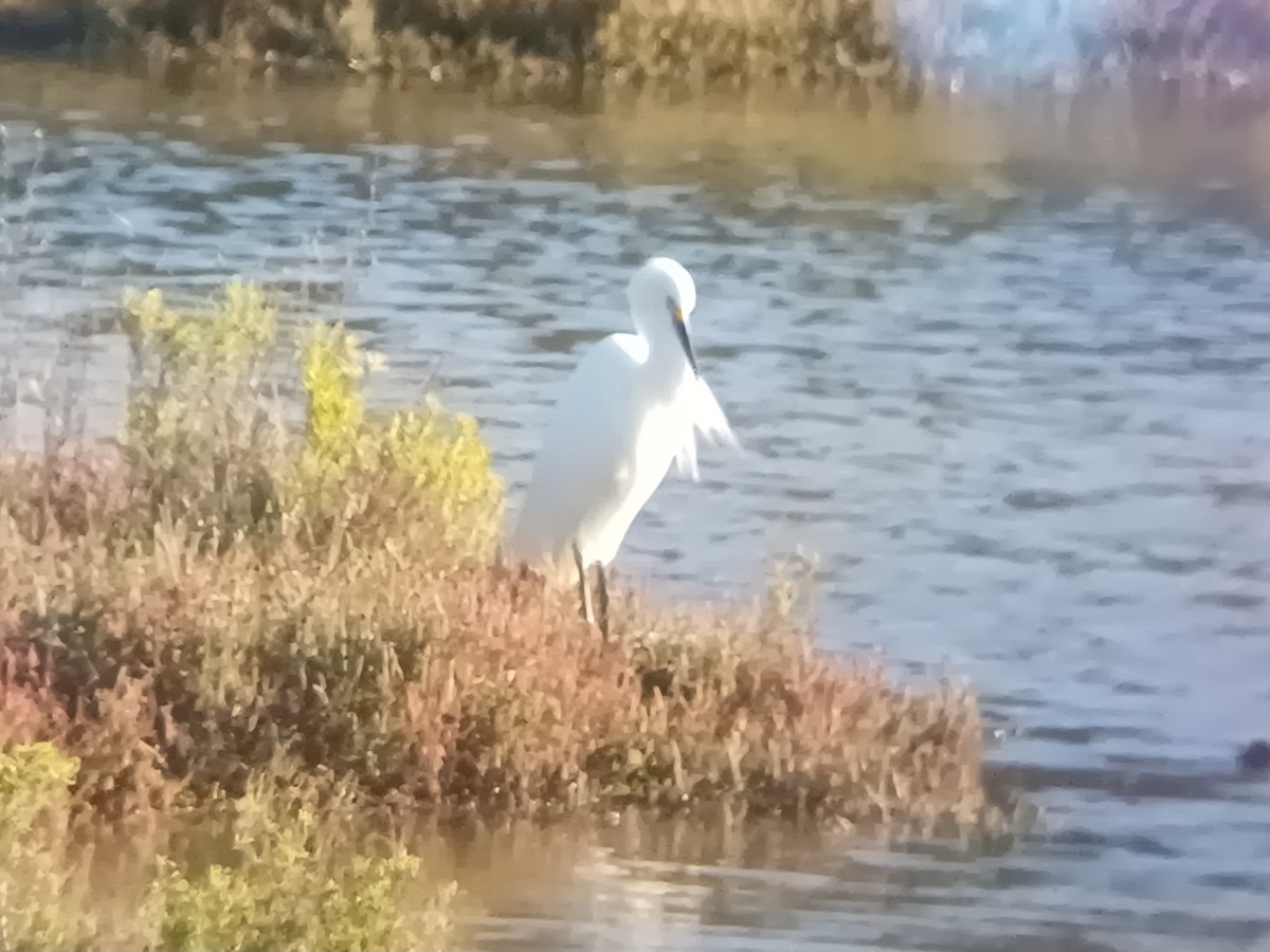 Little Egret - ML620874927