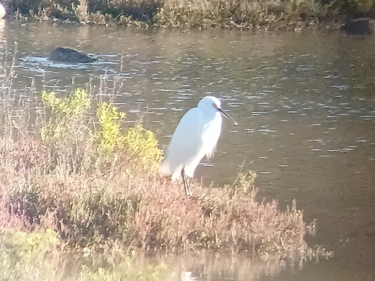 Little Egret - ML620874928