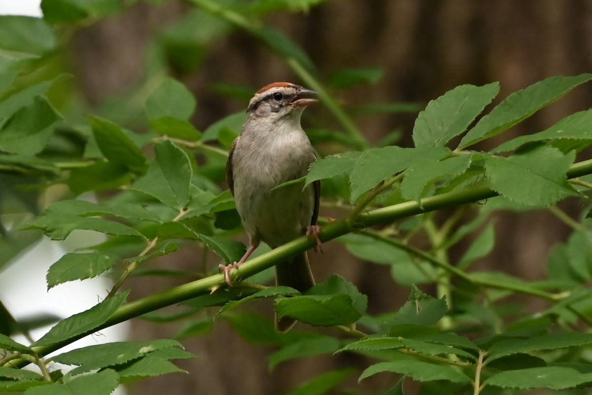 Chipping Sparrow - ML620874932