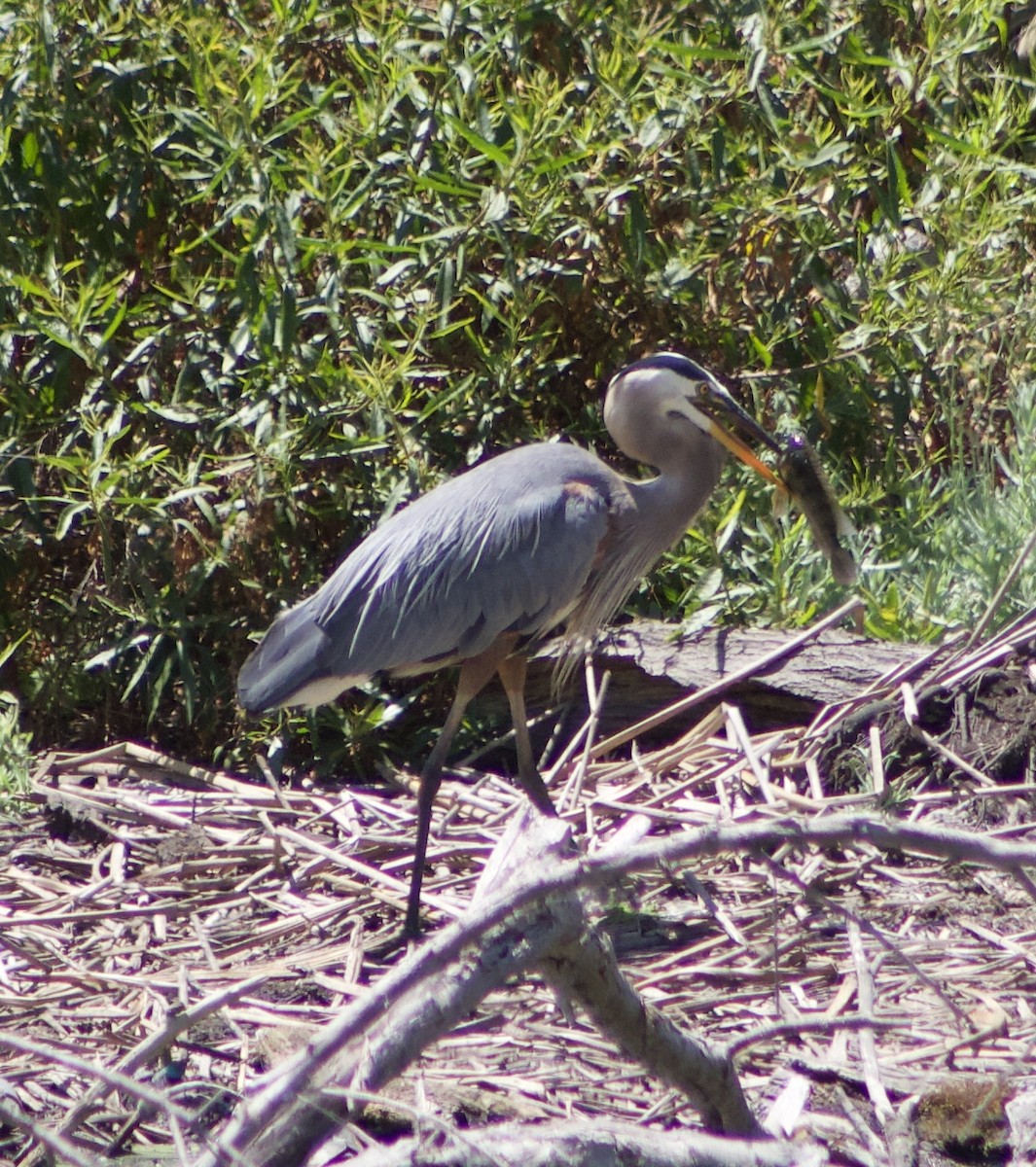 Great Blue Heron - ML620874937