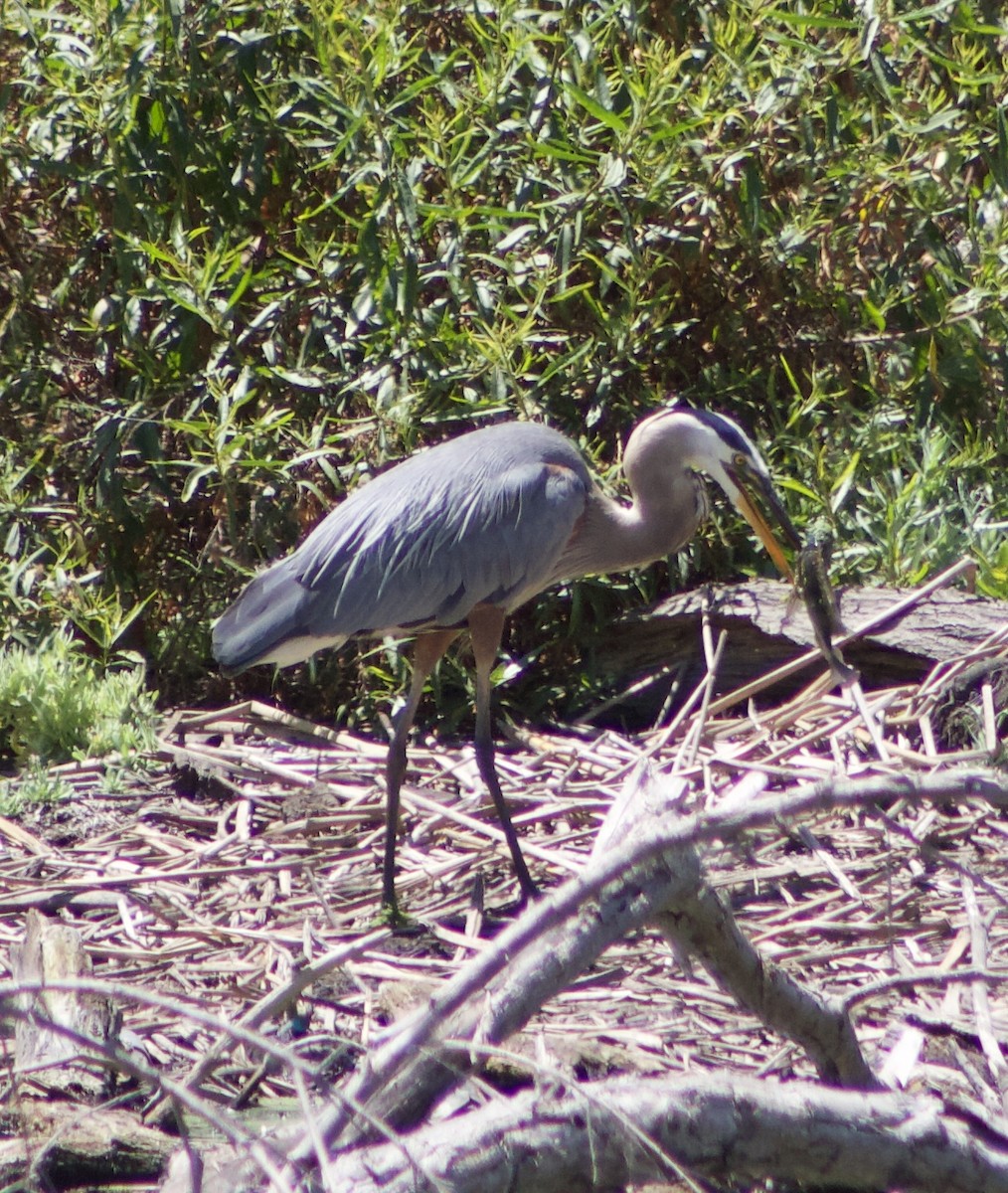 Great Blue Heron - ML620874938