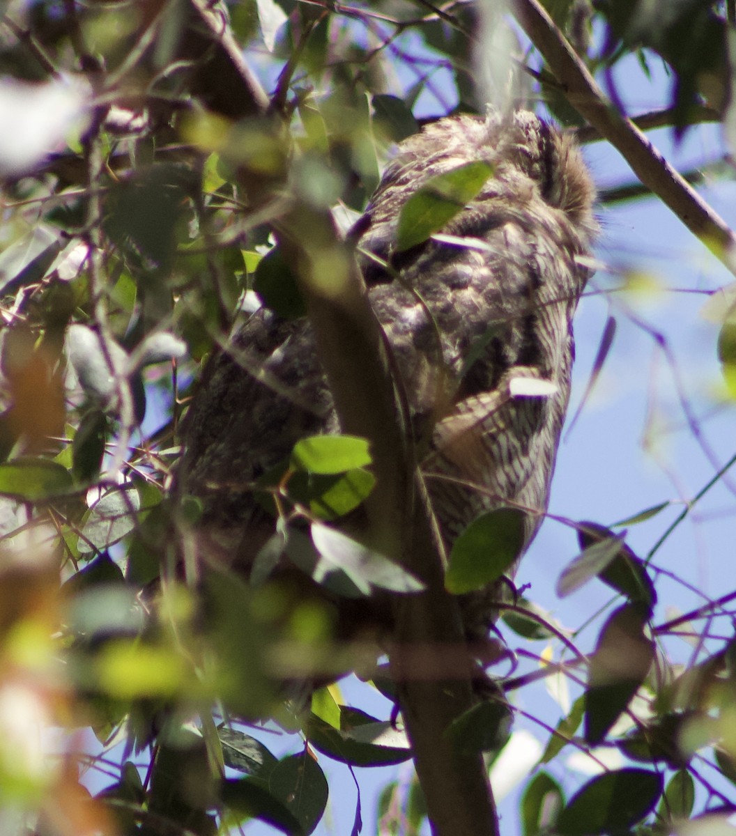 Great Horned Owl - ML620874946