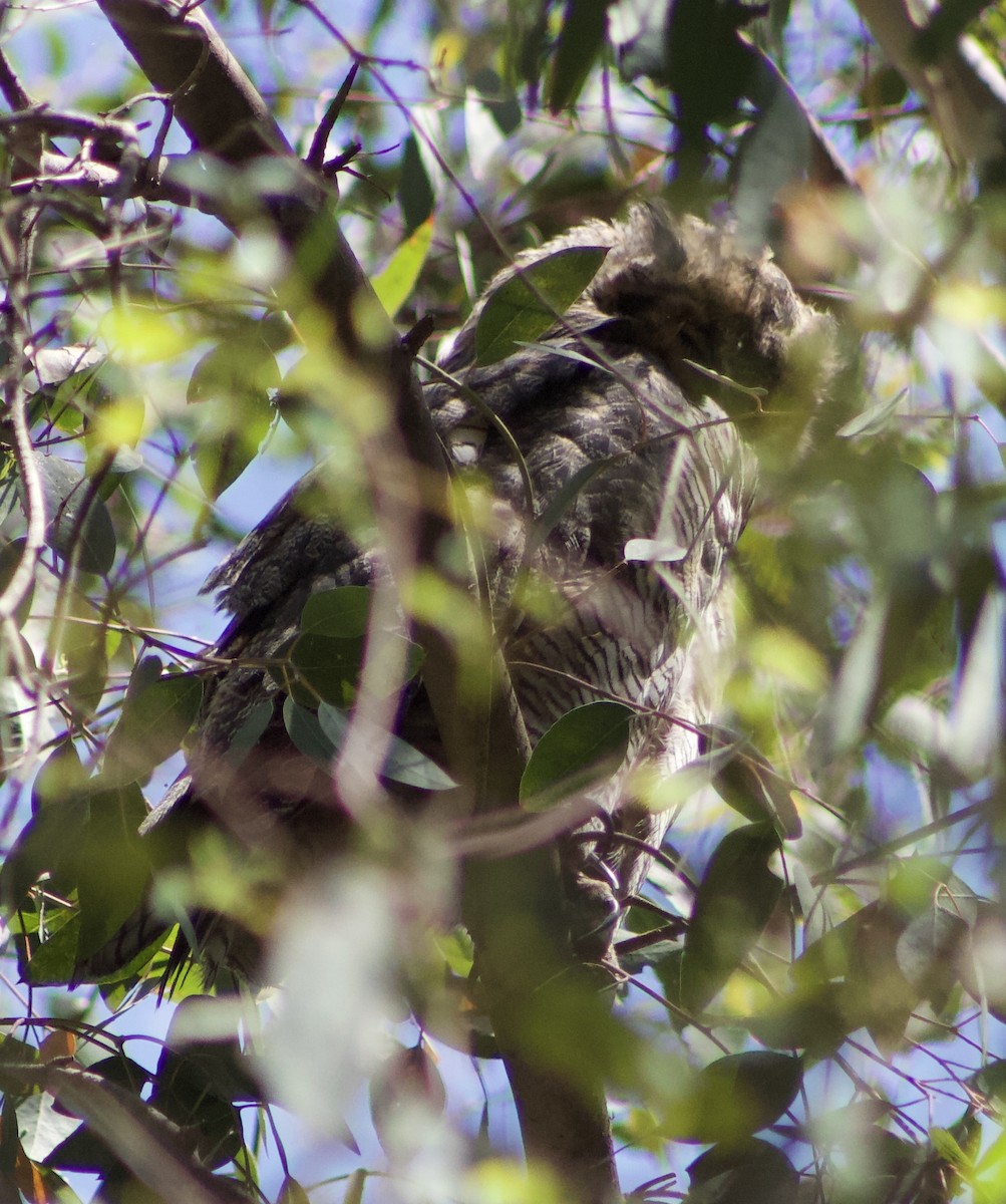 Great Horned Owl - ML620874948