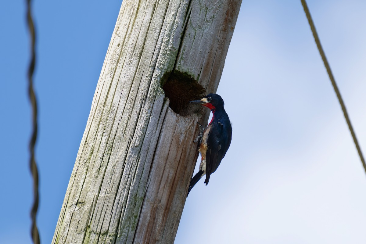 Puerto Rican Woodpecker - ML620874951